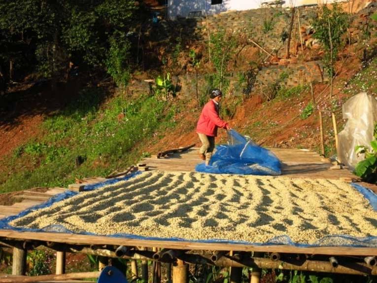 Kaffeeproduktion in Thailand