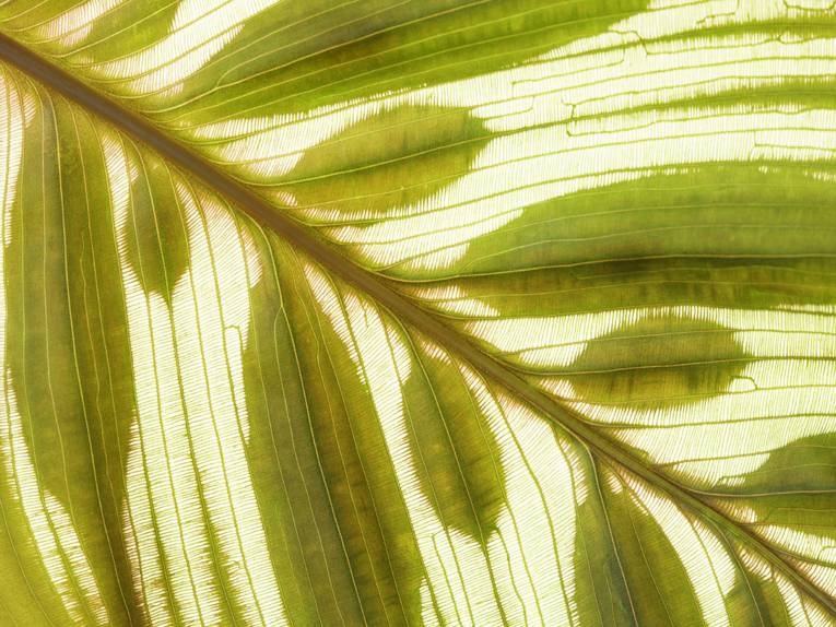 3. Platz "The Beauty of Plants"