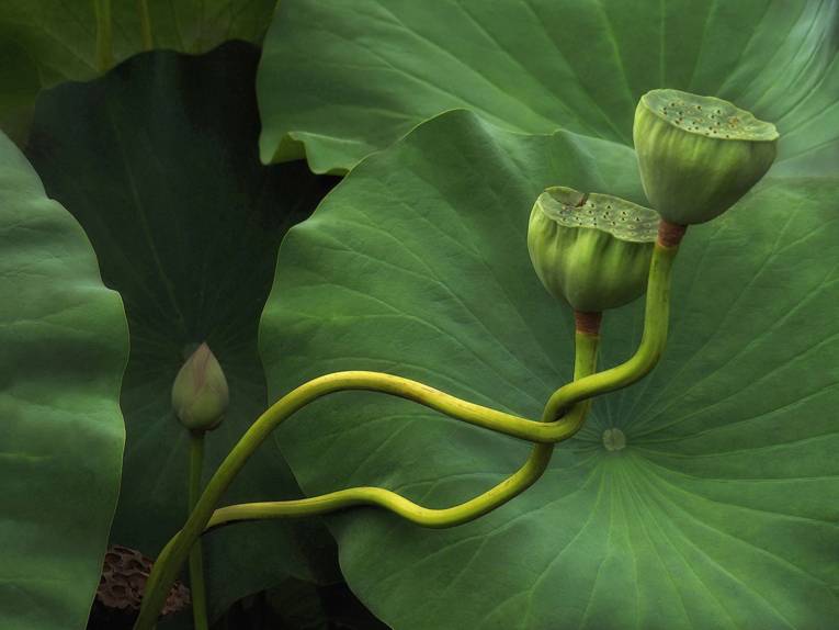 1. Platz "The Beauty of Plants"