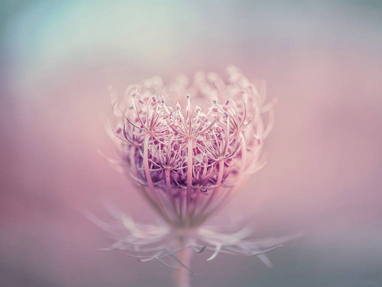 Finalist "The Beauty of Plants"