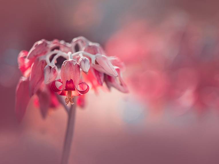 Finalist "The Beauty of Plants"