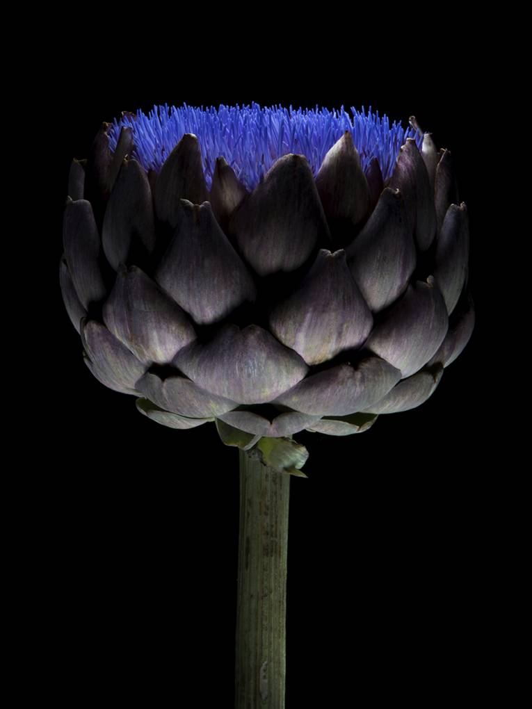 Finalist "The Beauty of Plants"