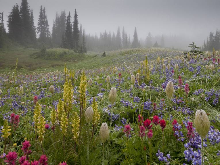 1. Platz "Wildflower Landscapes"