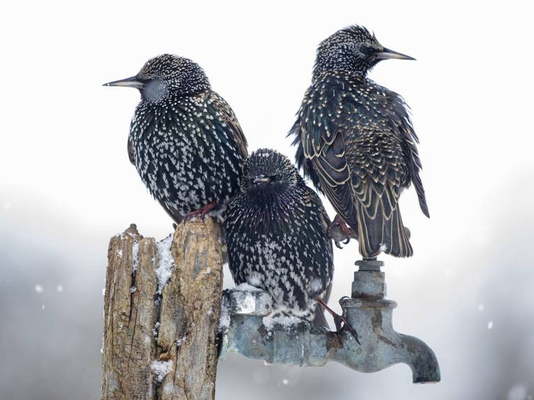 1. Platz "Wildlife in the Garden"