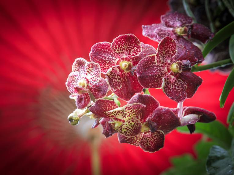 Farbenrausch der Tropen