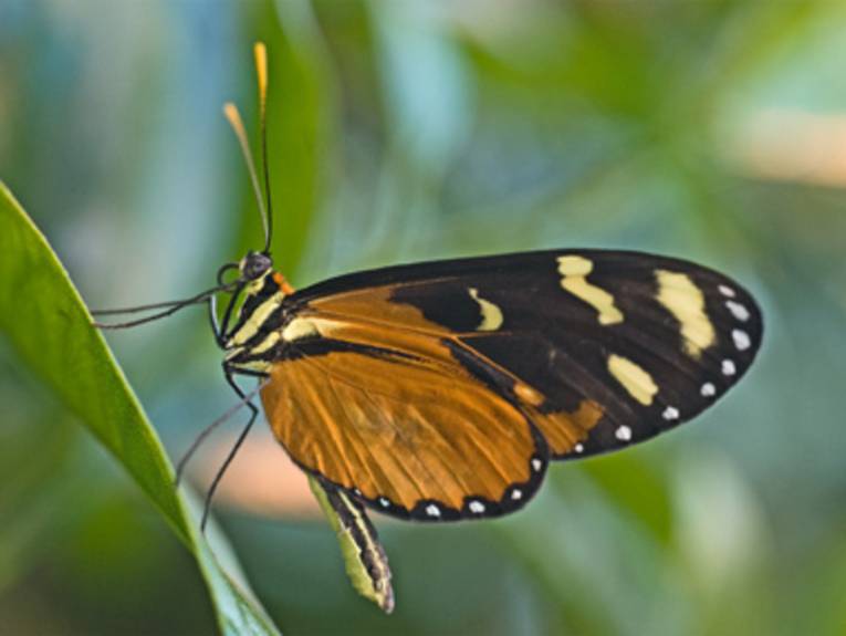 Schein-Passionsfalter