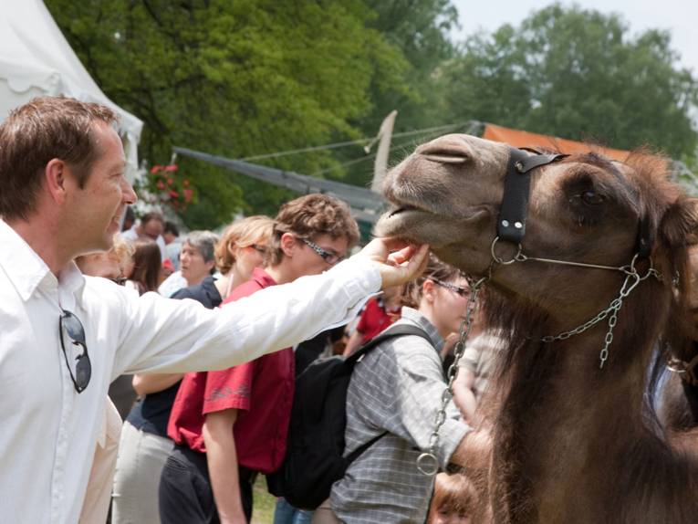 Gartenfestivalprogramm: Kamele