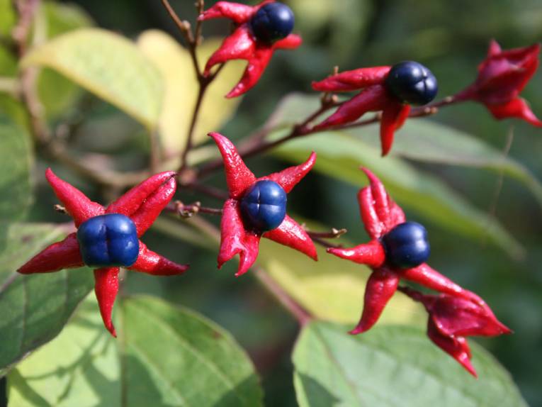 Fruchtschmuck im Berggarten