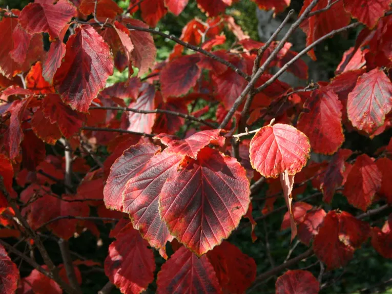 Hamamelis-Laub im Herbst