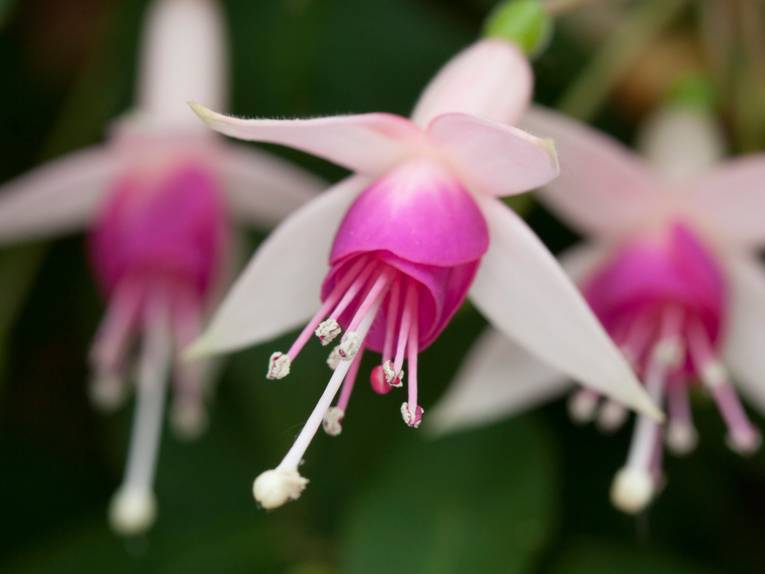 Fuchsia