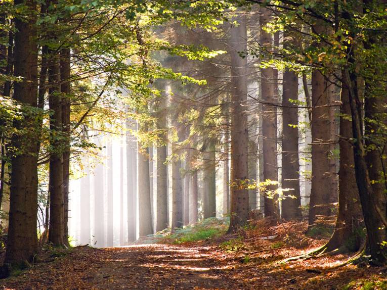 Der Märchenwald im Weserbergland