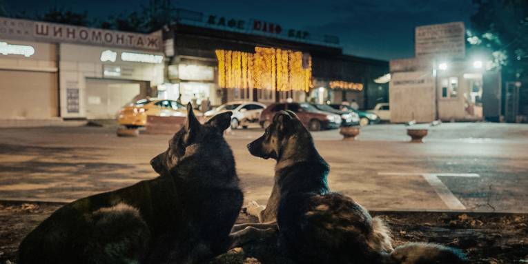Im Bild zu sehen sind zwei Hunde, die nachts auf einem Parkplatz sitzen.