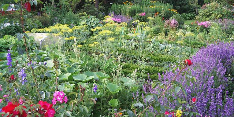 Blick in einen Kleingarten, der eine bunte Mischung aus blühenden Pflanzen (Rosen, Lavendel, Phlox, Dill und weiteren Stauden) beinhaltet.