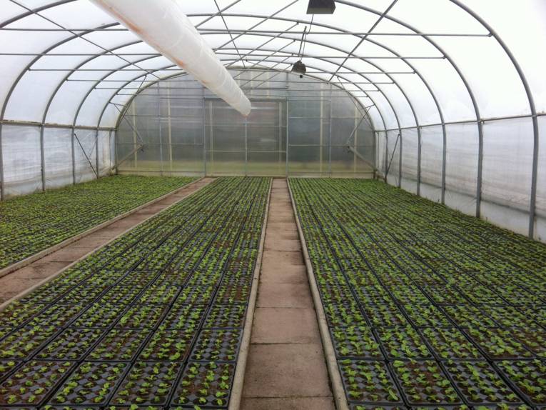 Gewächshaus der Stadtgärtnerei mit Reihen voller Jungpflanzen in Blumentöpfen