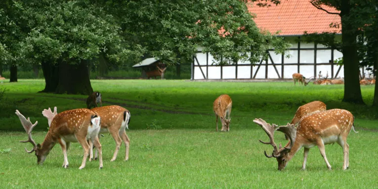 Tiergarten