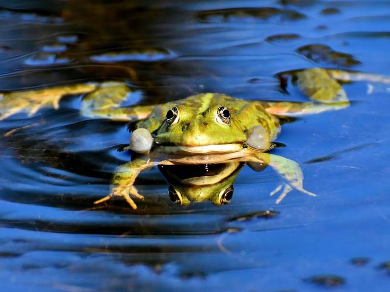 Frosch in einem Teich. 