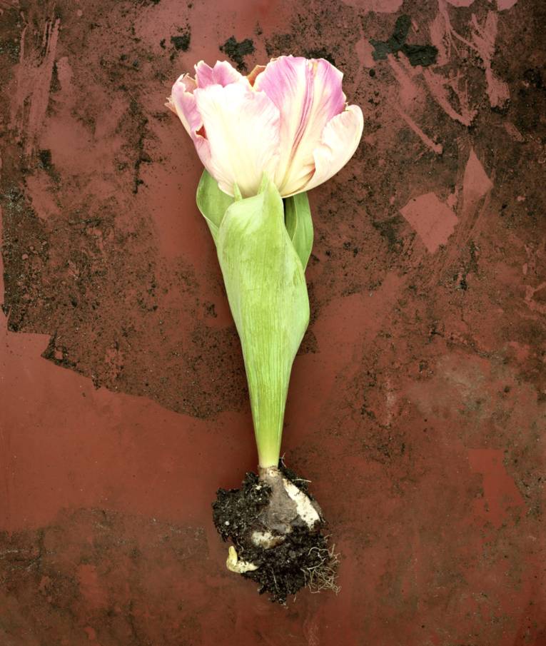 Blume aus der 66-teiligen Reihe "Dinge", 2013 