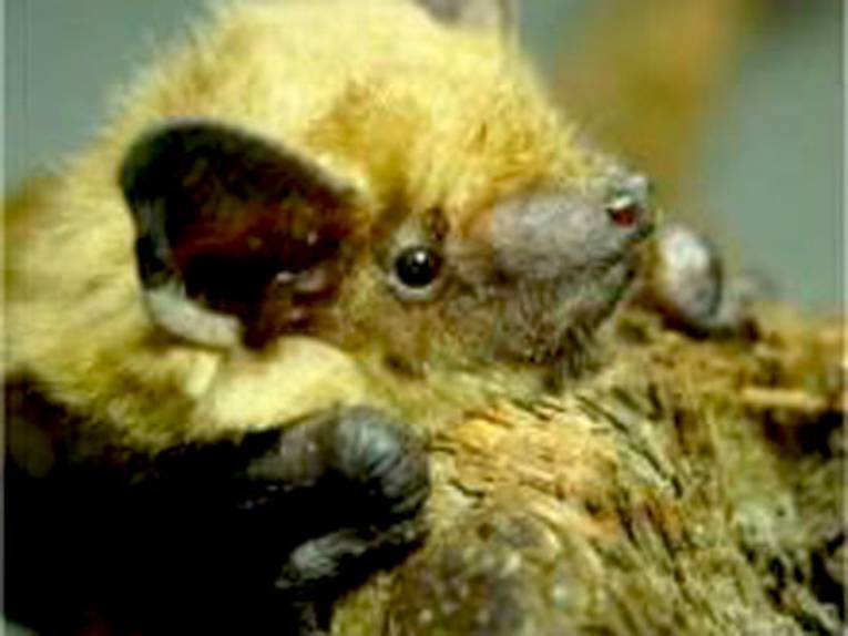 Fledermaus gefunden! Was tun?