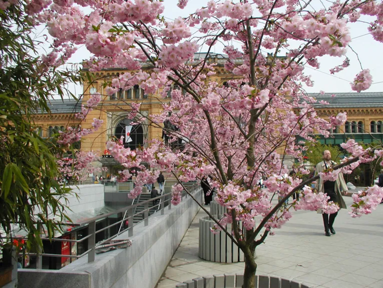 Blick von der Bahnhofstraße auf den Hauptbahnhof Hannover, im Vordergrund ein Blumenkübel mit einer Zierkirsche, die rosa blüht
