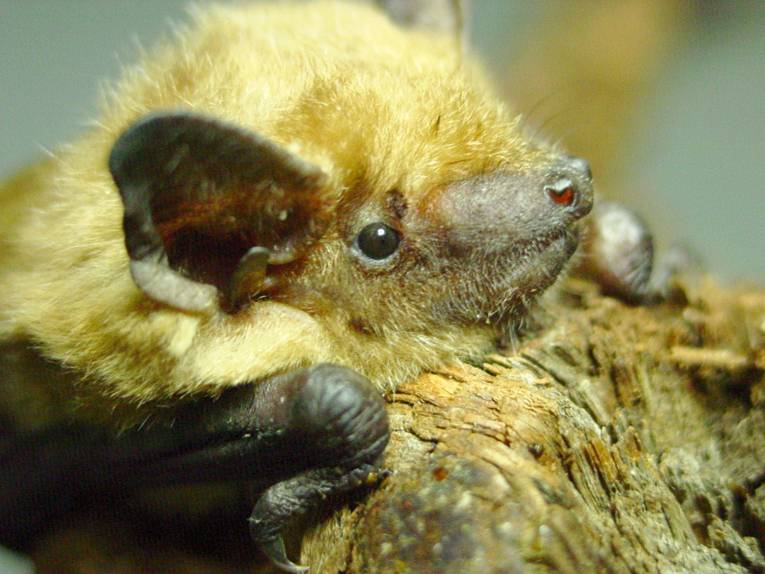 Nahaufnahme der Fledermaus "Betty"