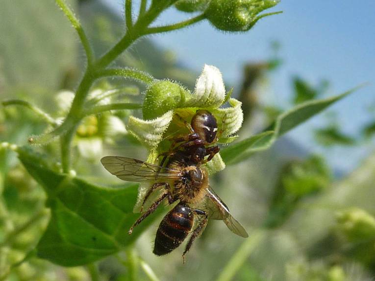 Zaunrüben-Sandbiene