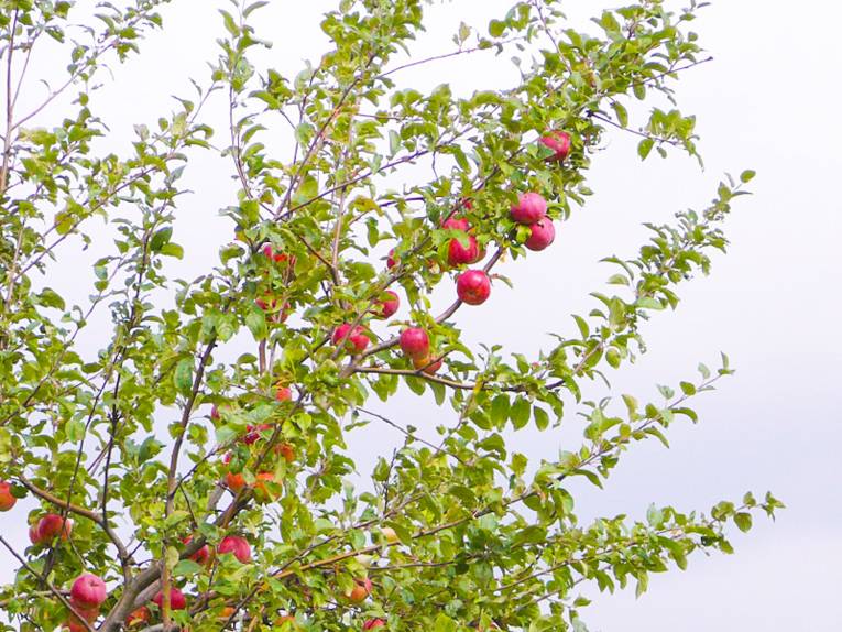 Zweige eines Apfelbaums mit Früchten