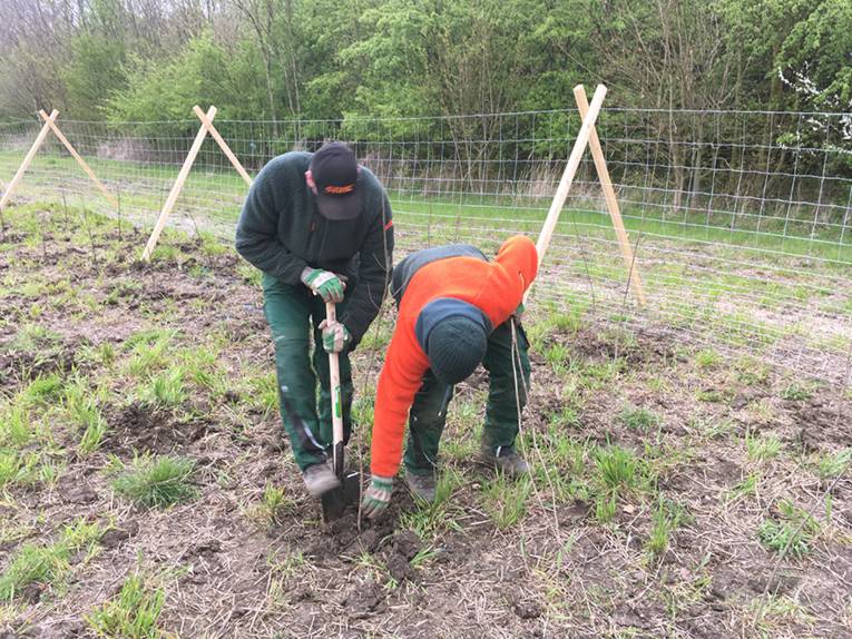 Zwei Arbeiter pflanzen Baumsetzlinge