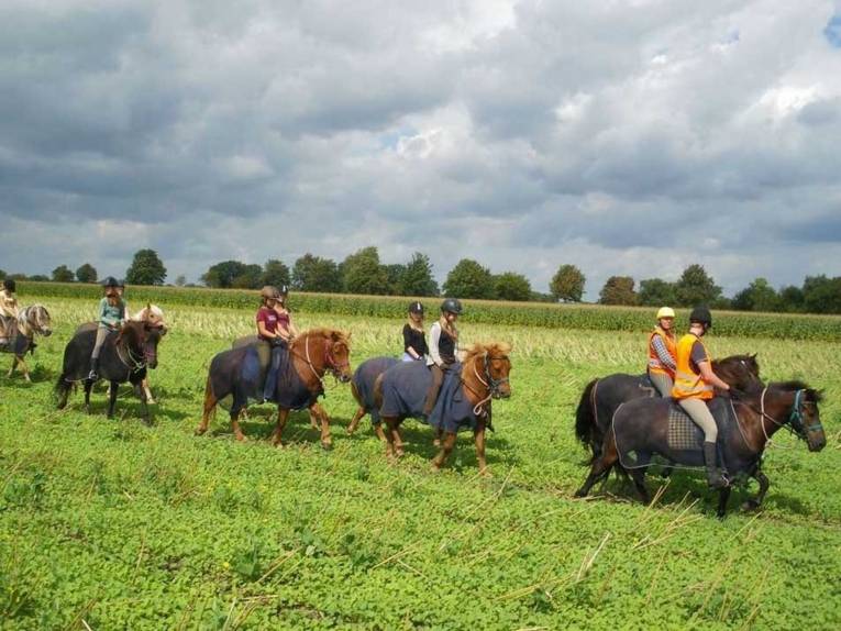 Mehrere Kinder auf Pferden. 