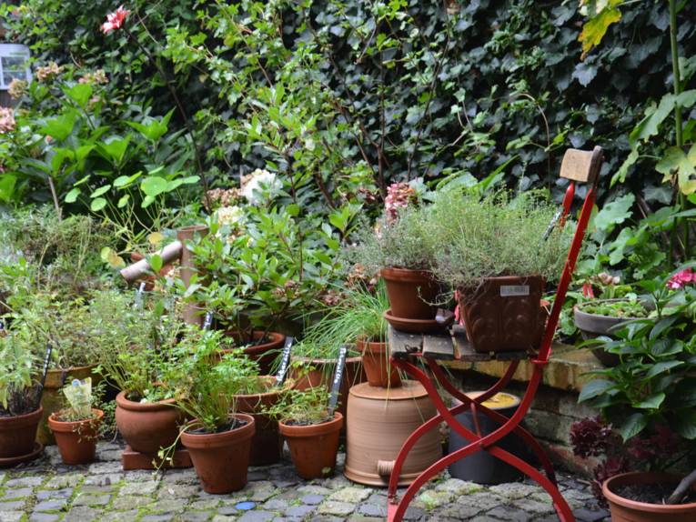 Ein Stuhl in einem Garten mit verschiedenen Kräutern.