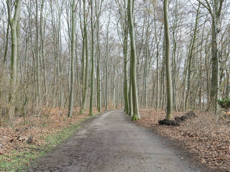 Weg im Wald. 