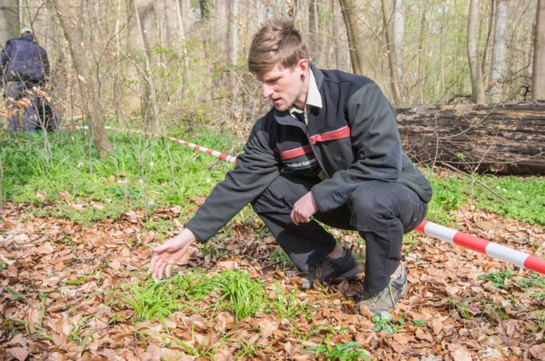 Mann, der Pflanzen im Wald untersucht.