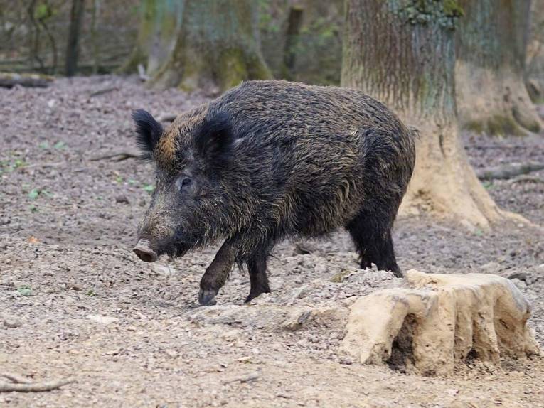 Wildschwein im Wald. 