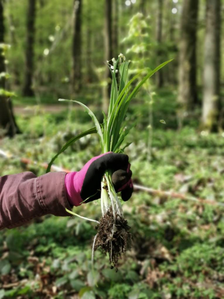 Eine ausgerissene Pflanze. 