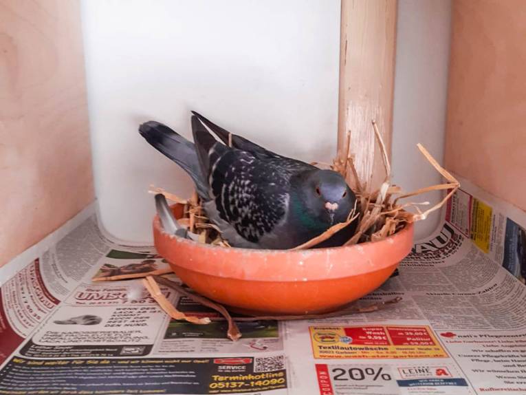 Taube in einem kleinen Nest. 