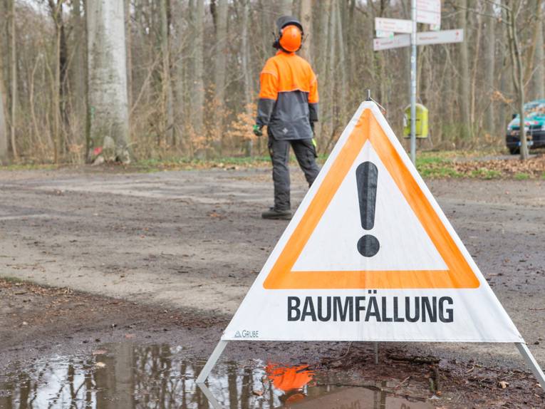 Warnschild "Baumfällung" im Vordergrund, daher ein Mann, der die Arbeiten beobachtet