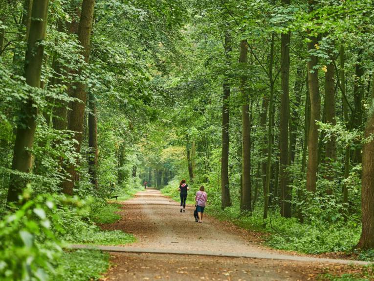 Drei Personen laufen oder gehen über einen Weg durch den Stadtwald Eilenriede
