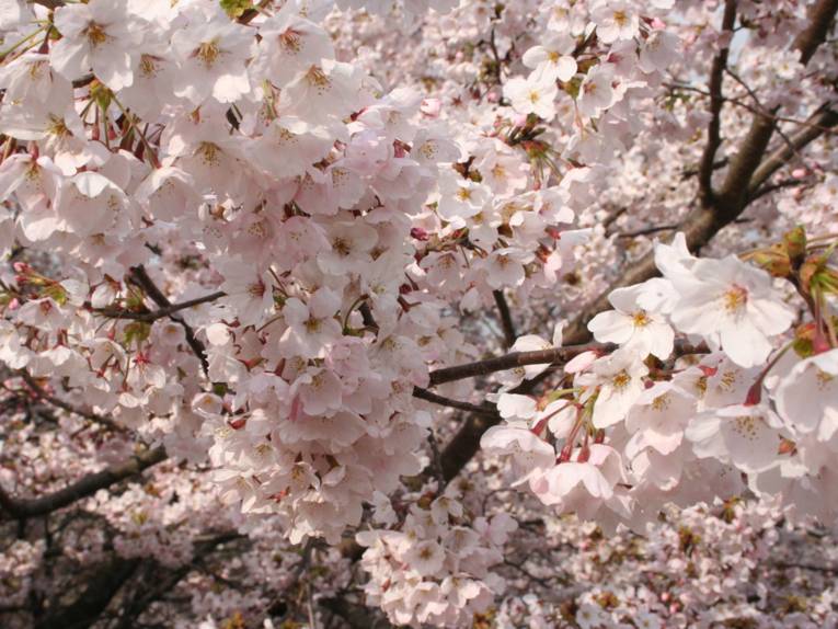 Kirschblüte in Nahaufnahme