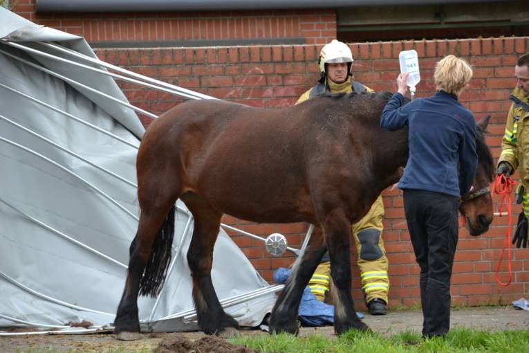 Nach Abklingen der Beruhigungsmittel konnte das Pferd von der Besitzerin auf eine nahegelegene Weide geführt werden