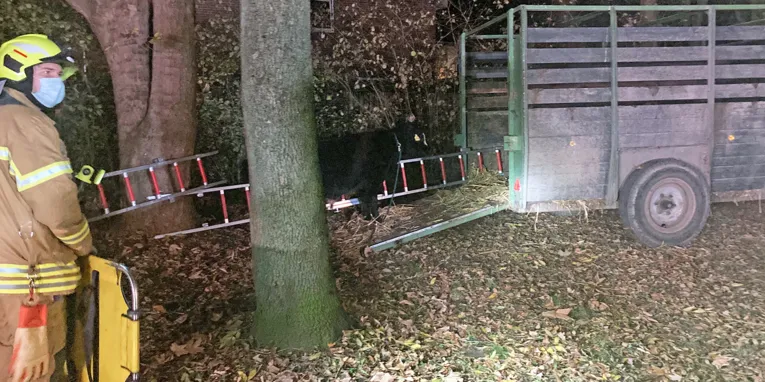 Ein Jungbulle und ein Feuerwehrmann