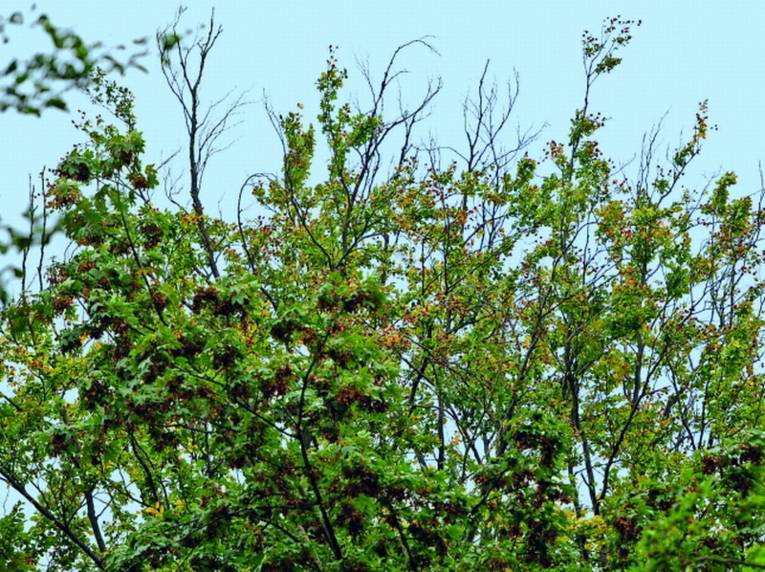 Rotbuche mit Schädlingsbefall aus der Eilenriede