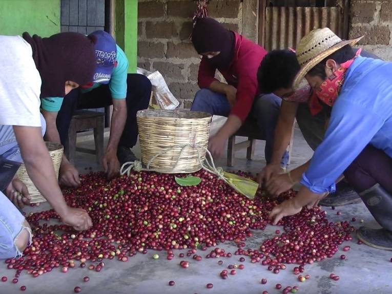 Mexikanische Kaffeebauern mit Skimasken sortieren Kaffeebohnen aus