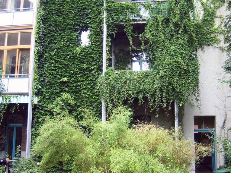 Eine begrünte Hausfassade in Linden