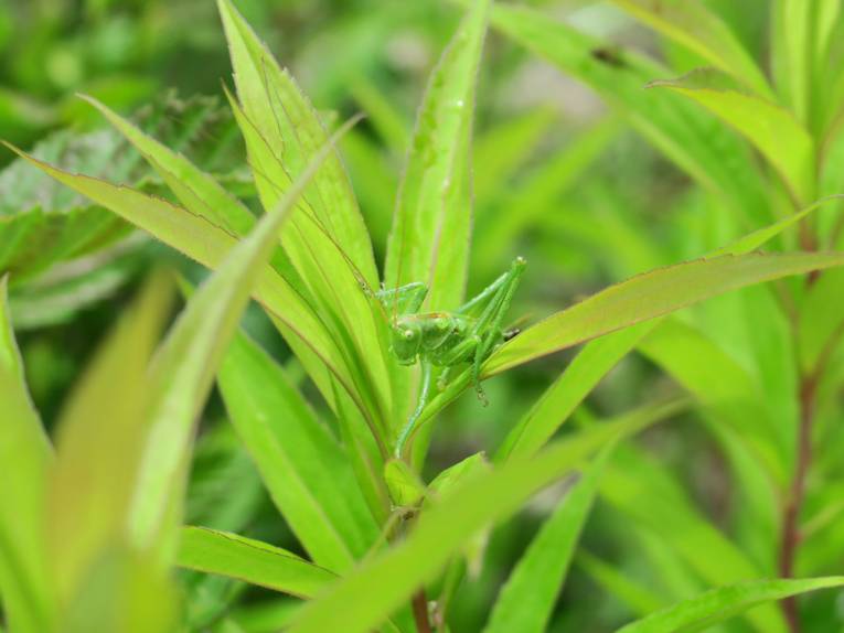 Eine Heuschrecke. 