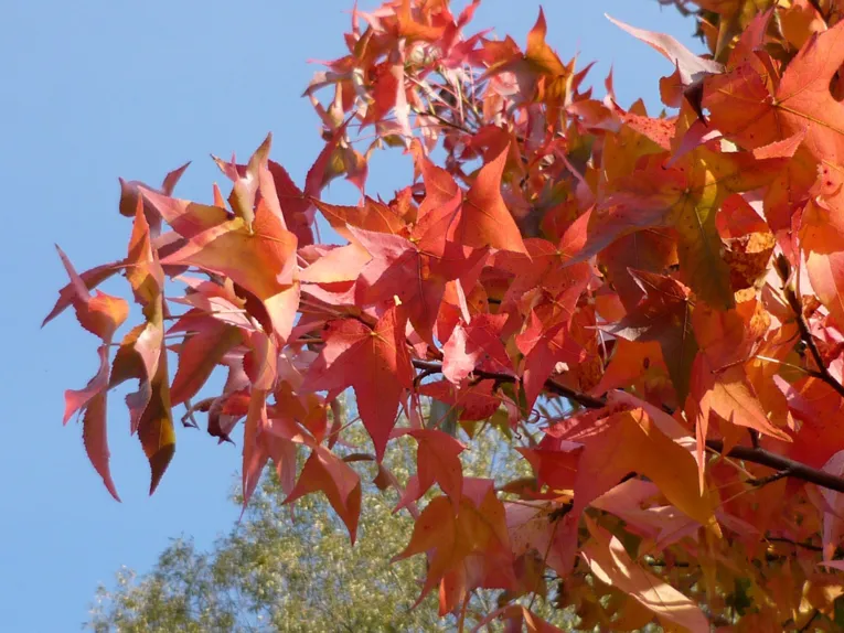 Rot gefärbte Blätter vor blauem Himmel