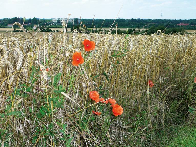 Mohnblumen und Ackerwinde am Rand eines Getreidefeldes am Kronsberg