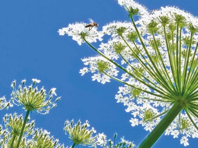 Die Pflanze Riesenbärenklau wird von einem Insekt angeflogen