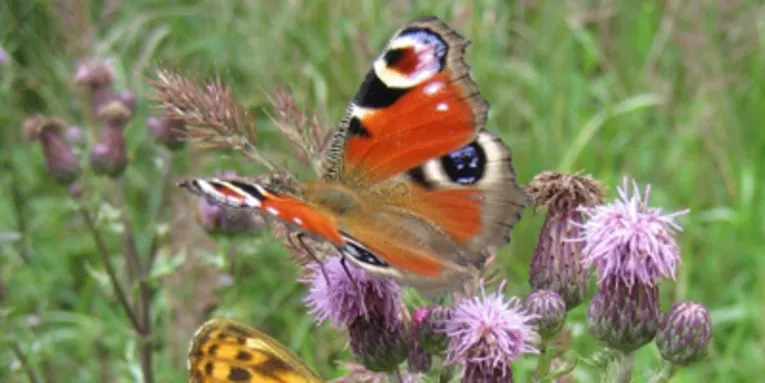 Ein Tagpfauenauge auf einer Distel