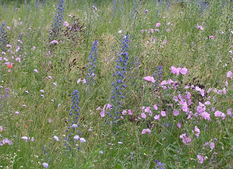 Eine Wiese mit blühenden Wildblumen