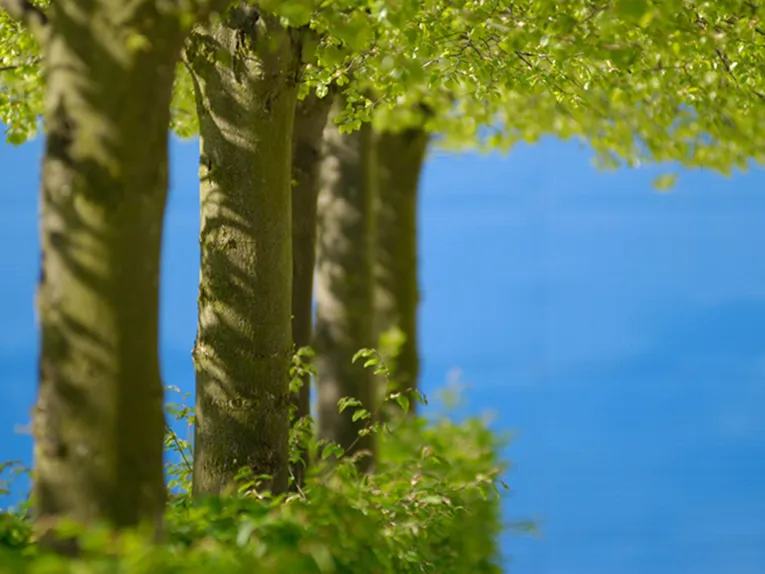 Baumstämme mit frischem Blattwerk vor blauem Himmel