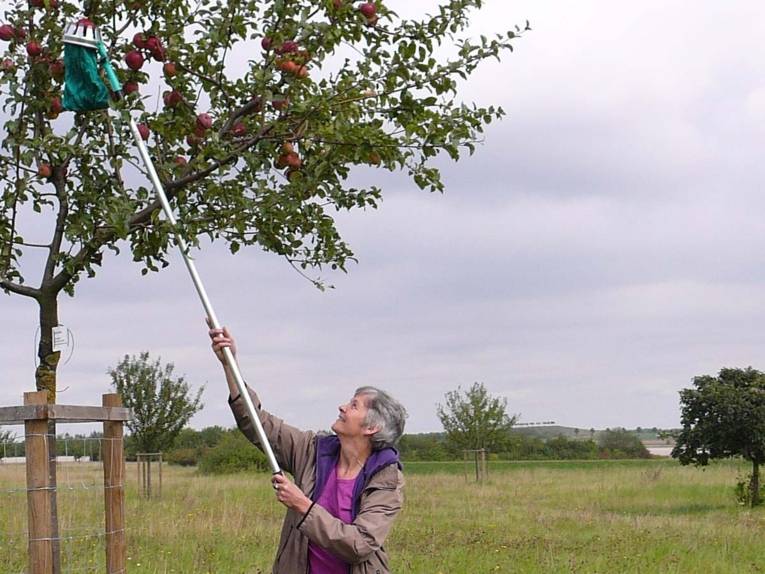 Eine Frau, die mit einer Erntehilfe Äpfel vom Baum pflückt.  